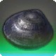 Crowshadow Mussel