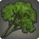 Curly Parsley