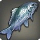 Custodian Carp