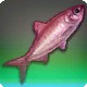 Dammroen Herring