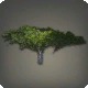 Desert Ironwood