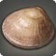 Devotion Clam