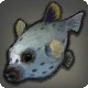 Dog-faced Puffer