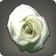 Dried White Oldrose