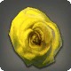 Dried Yellow Oldrose