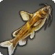 Dwarf Catfish
