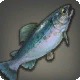 Eblan Trout