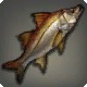 Fat Snook