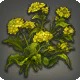 Field Mustard