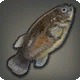 First Feastfish