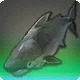 Fishy Shark