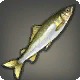 Fragrant Sweetfish
