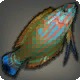 Garjana Wrasse