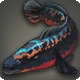 Giant Snakehead