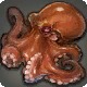 Gigant Octopus