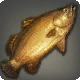 Golden Barramundi