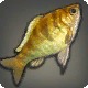 Golden Cichlid
