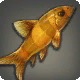 Golden Loach
