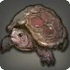 Grade 4 Skybuilders' Tortoise