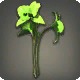 Green Cattleyas