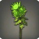 Green Chrysanthemums