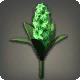 Green Hyacinths