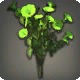 Green Morning Glories