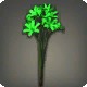 Green Triteleia