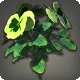 Green Violas