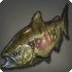 Greengill Salmon