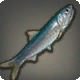 Grinning Anchovy