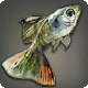 Guppy