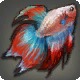 Half-moon Betta