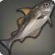 Haraldr Haddock