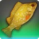 Heirloom Goldgrouper