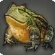 Horned Frog