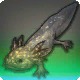 Hundred-eyed Axolotl
