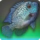 Hwittayoanaan Cichlid