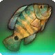 Ilyon Asoh Cichlid
