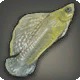 Iq Br'aax Sailfin