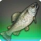 Iridescent Trout