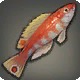 Iris Wrasse