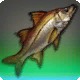 Jumbo Snook