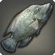 Labyrinthos Tilapia