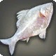Lehr Carp