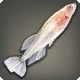 Lehr Killifish