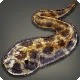 Leopard Eel