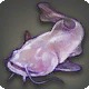 Light Expanse Catfish