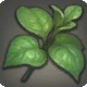 Lime Basil
