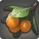 Loquat